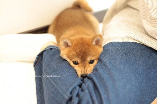 来客の膝裏にめり込むなつめちゃん