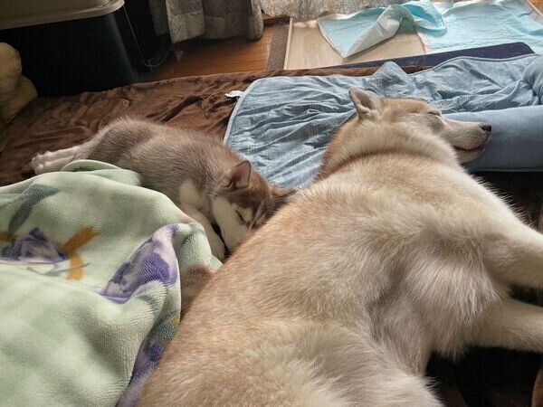 眠るココちゃん、イチくん