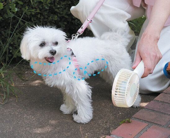 犬にハンディファンを当てる様子