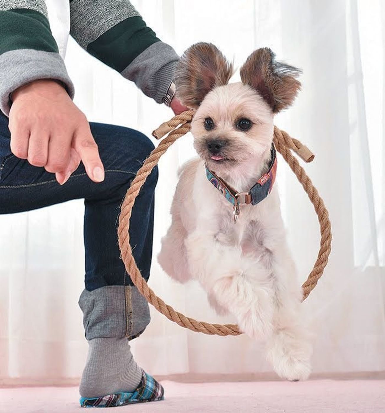 犬の散歩に行けない そんなときは 室内遊び で楽しもう いぬのきもちweb Magazine 犬の散歩に行けない そんなときは 室内遊び で楽しもう いぬのきもちweb Magazine