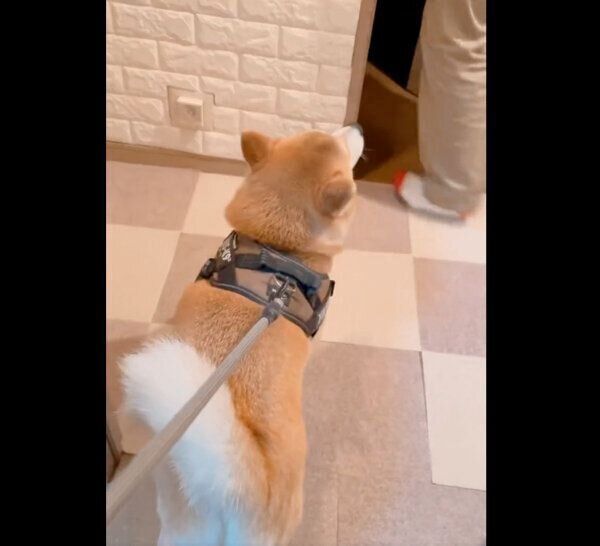 突然、スンとした態度になる栗太郎くん