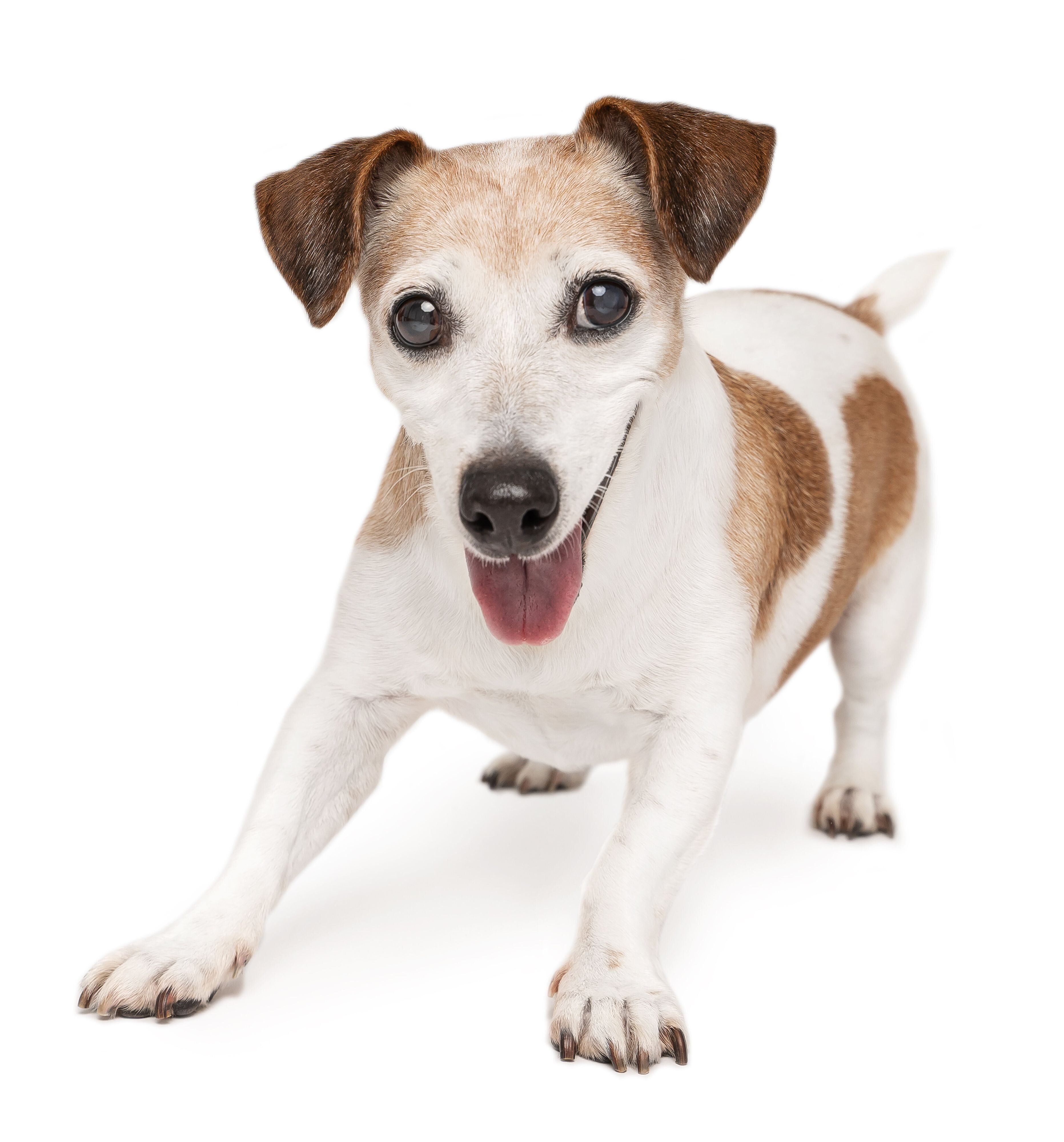大きな目でこちらを見つめる犬