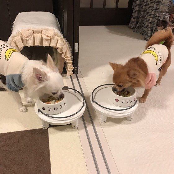 ごはんを食べるチワワ