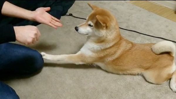 チーズが欲しい柴犬