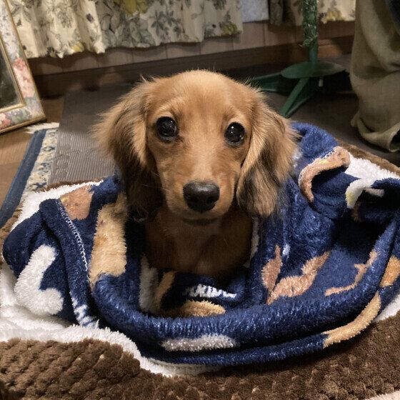 チョコンと座るカニーンヘン・ダックスフンド