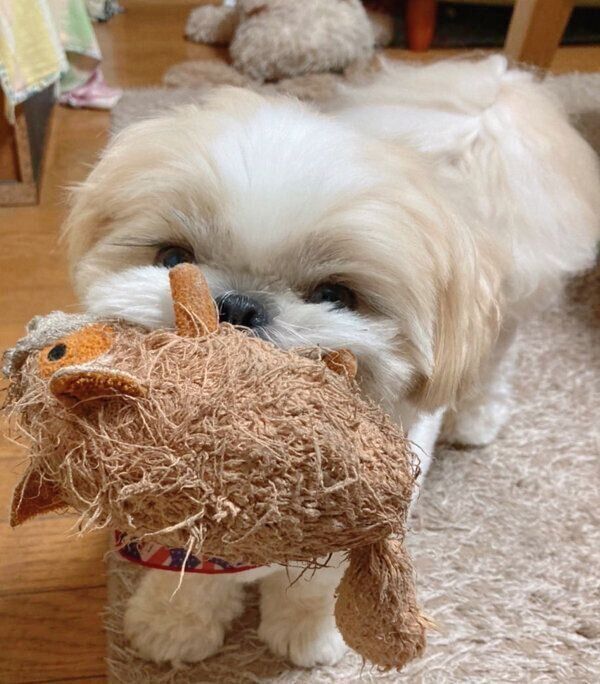 ぬいぐるみをくわえるこむぎくん