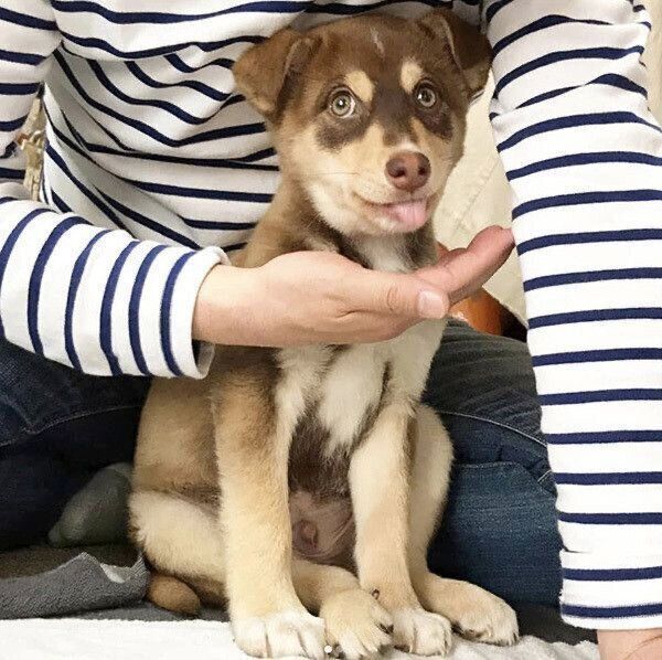 お座りする次郎ちゃん