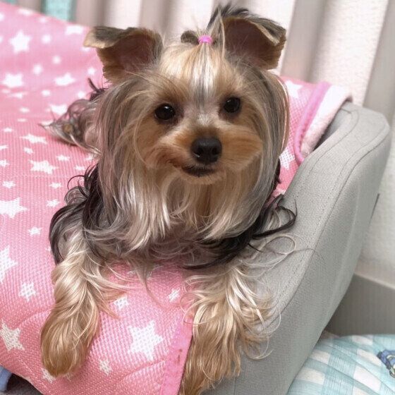 見つめるヨークシャー・テリア