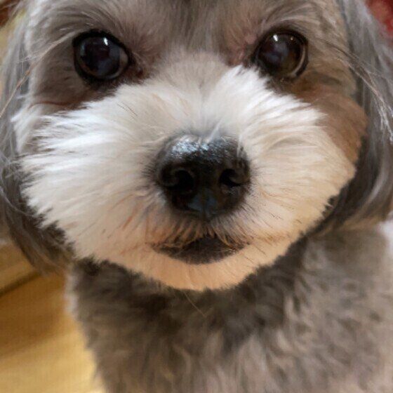 動物病院の問診で獣医師に伝えるべきこと いぬのきもち