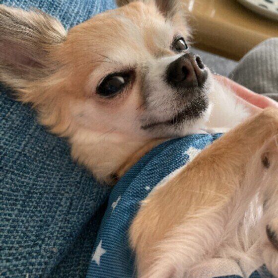 チワワのもなこちゃん