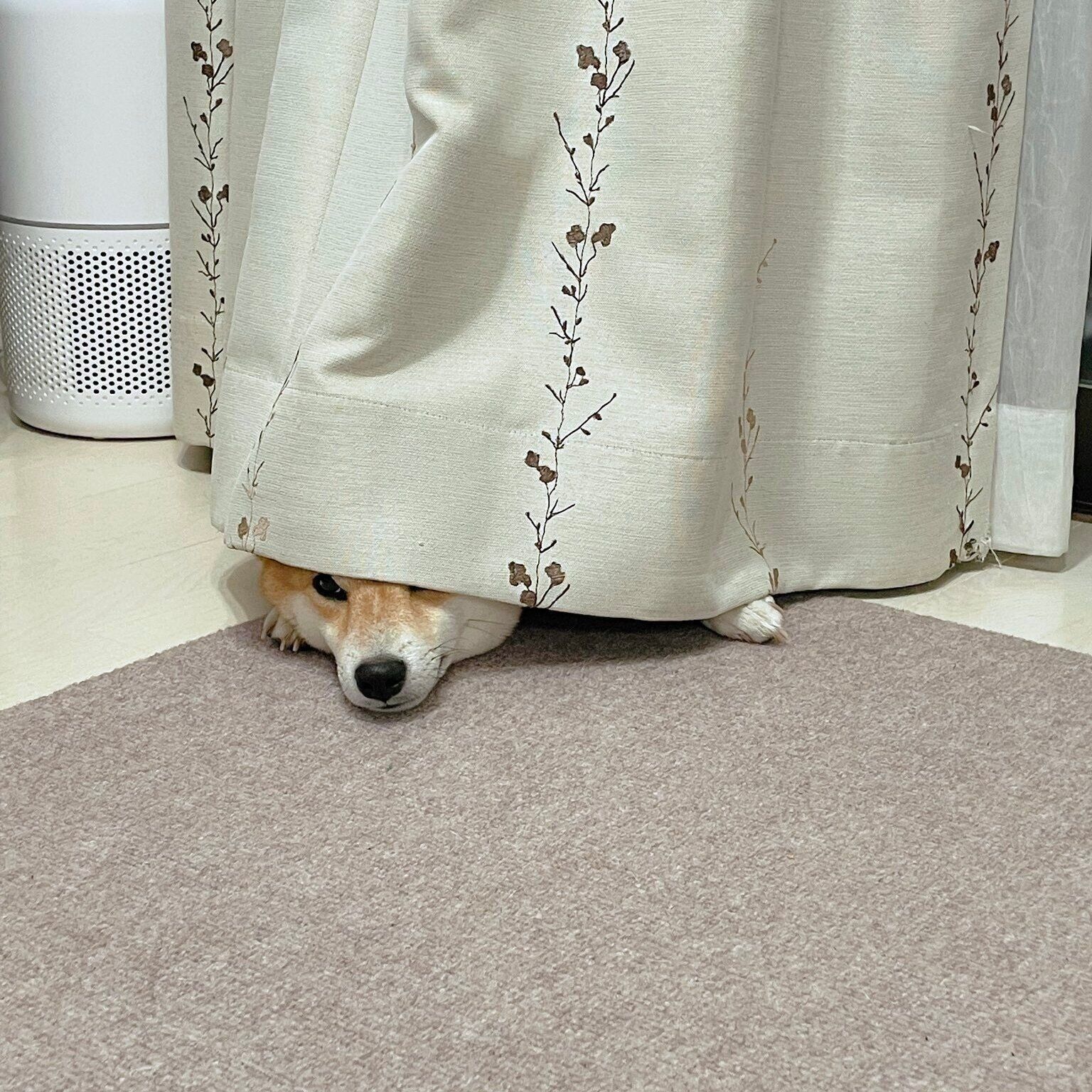 カーテンの下から顔をのぞかせるおかかくん