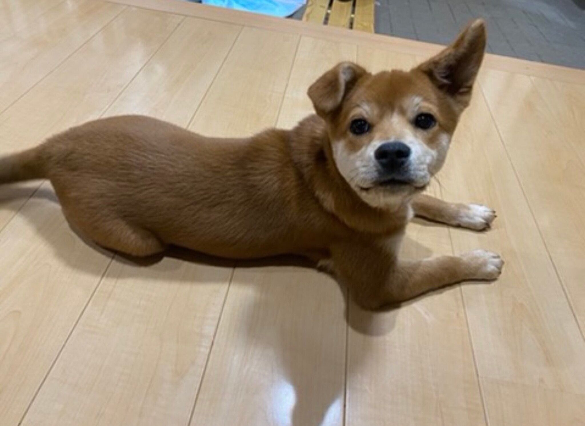 片耳が立ったむぎちゃん