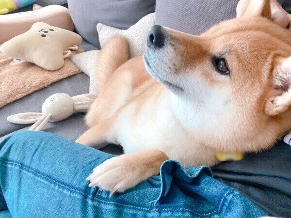 膝に乗ってなでられ待ちのむぎちゃん