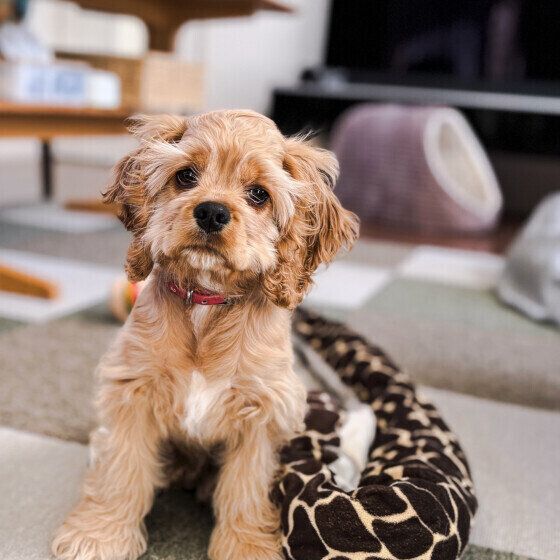 よだれを出しやすい犬の特徴と犬のよだれが多くなる原因は？ いぬのきもち