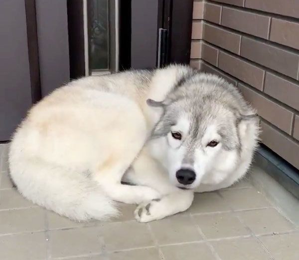 シベリアン・ハスキーのユキちゃん