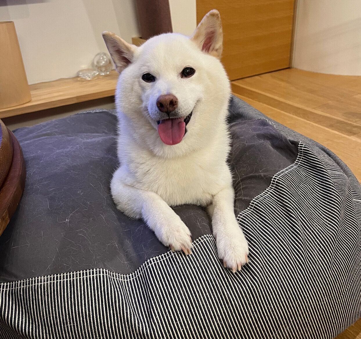 まったりくつろぐしらたまちゃん