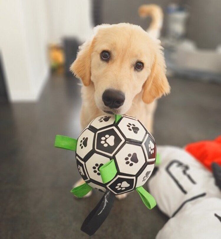 「サッカーボールで遊んで！」とやってきた、くれあちゃん