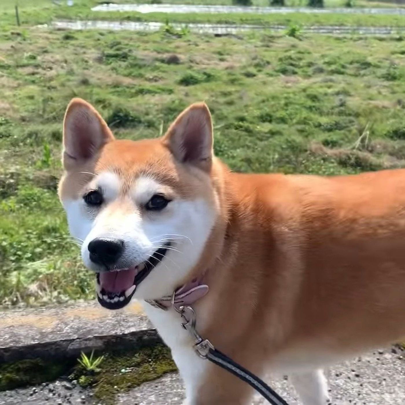 パパ大好きっ子な柴犬に効果的 帰りたくなる 魔法の言葉 いぬのきもちweb Magazine パパ大好きっ子な柴犬に効果的 帰りたくなる 魔法の言葉 いぬのきもちweb Magazine