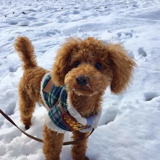 楽しそうに雪遊びをするトイ・プードル