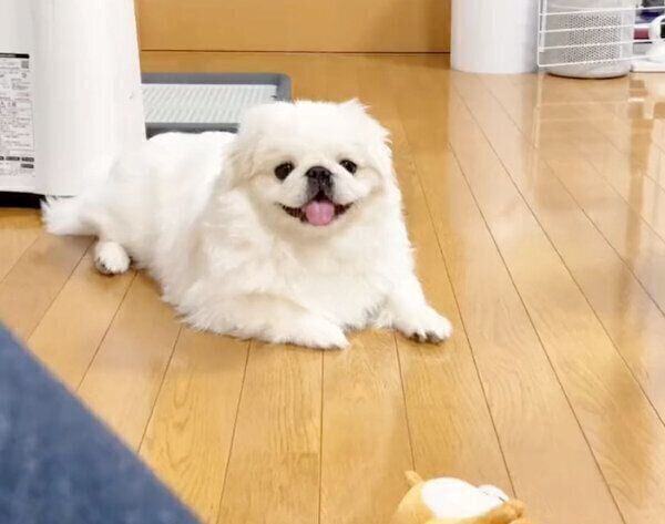 まったりするぷんちくん