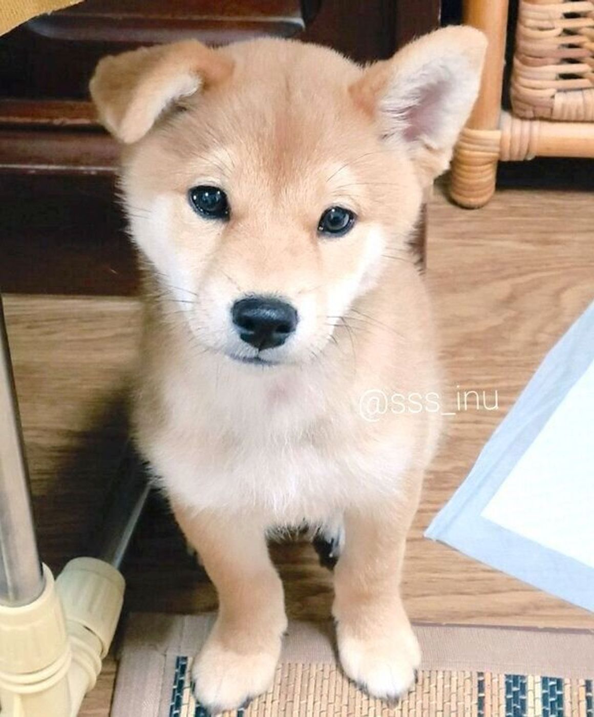 両耳が垂れていた愛らしい柴犬子犬 両耳が立った現在の姿もかわいすぎた いぬのきもちweb Magazine 両耳が垂れていた愛らしい柴犬子犬 両耳が立った現在の姿もかわいすぎた いぬのきもちweb Magazine