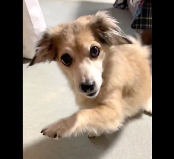 「アイーン」をするモコナモドキくん