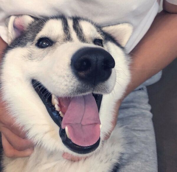 笑顔のサファイアくん