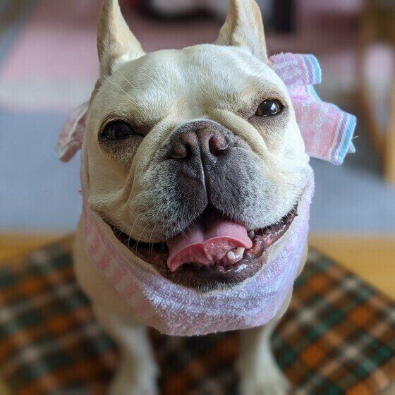 犬が保冷剤を食べないように注意！ 保冷剤の成分と正しい知識を獣医師が解説 いぬのきもち