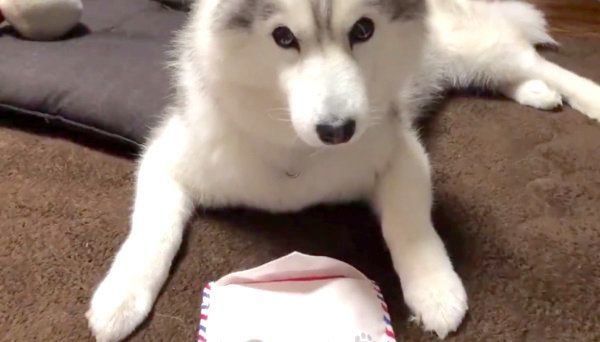 飼い主さんに訴えかけるシルビアちゃん