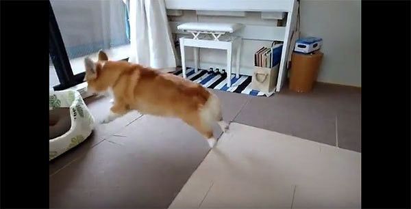 ジャンプするコーギー