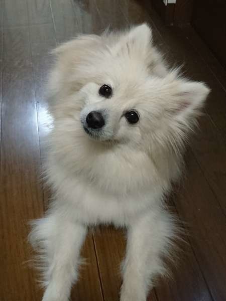 ポメラニアンの詩風音くん