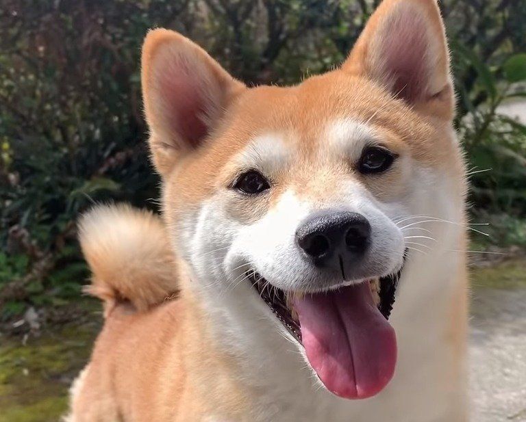 柴犬の笑顔