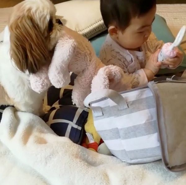 シー・ズーの小梅ちゃんと妹のももちゃん