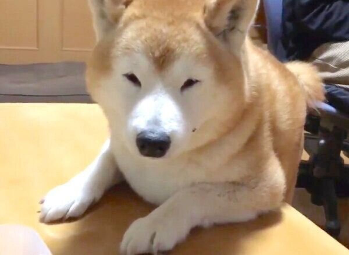 生後4カ月の柴犬の子犬 8年後 には家族の重鎮から相談役に 素敵な成長ぶりにほっこり いぬのきもちweb Magazine 生後4カ月の柴犬の子犬 8年後 には家族の重鎮から相談役に 素敵な成長ぶりにほっこり いぬのきもちweb Magazine