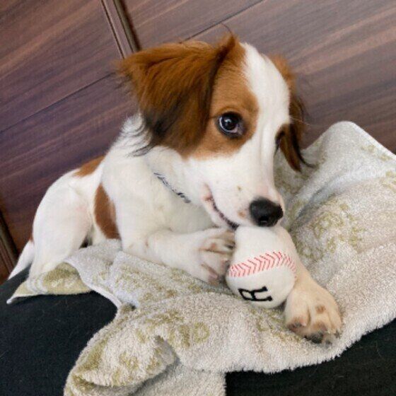 遊ぶコーイケルホンディエ