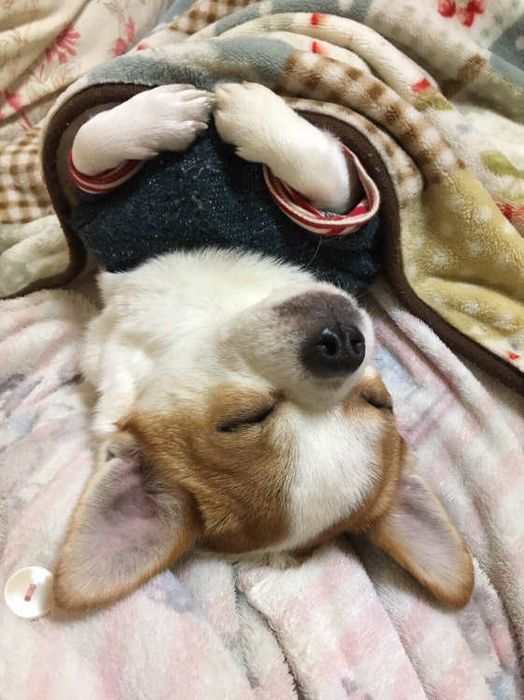 かわいい寝顔の犬