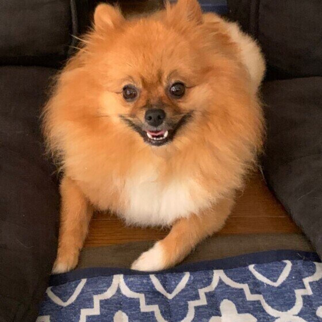 冬の時期 犬の留守番時は 部屋の電気をつける派 つけない派 多数派だったのは いぬのきもちweb Magazine 冬の時期 犬の留守番時は 部屋の電気をつける派 つけない派 多数派だったのは いぬのきもちweb Magazine