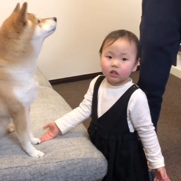柴犬のももかちゃんと妹ちゃん