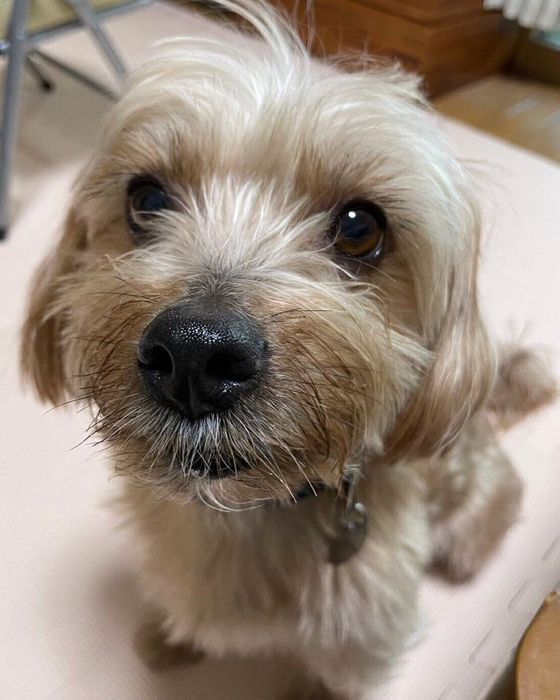 9才頃の犬
