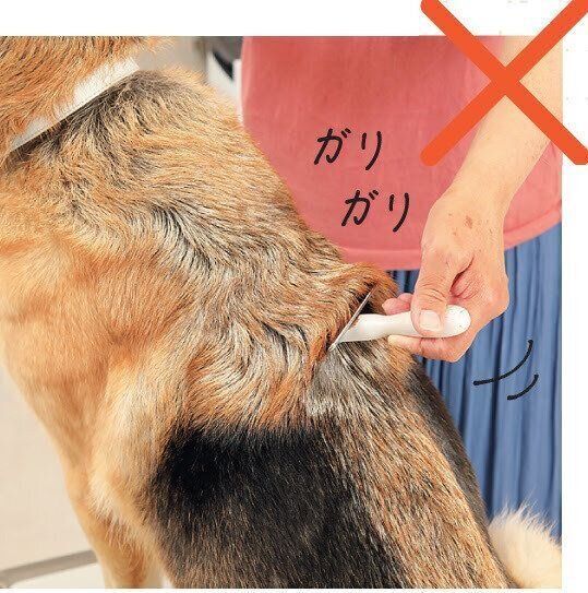 犬のブラッシング　NG例