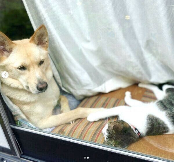 外を眺めるくるりちゃんとななちゃん