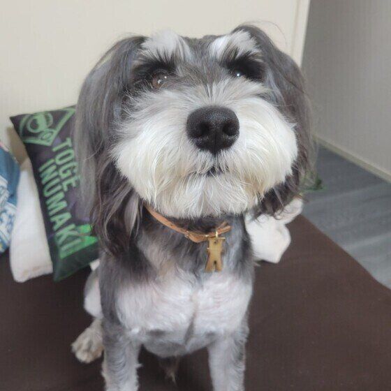 見つめるミニチュア・シュナウザー