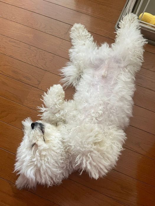 自宅で寝転がるマッシュくん