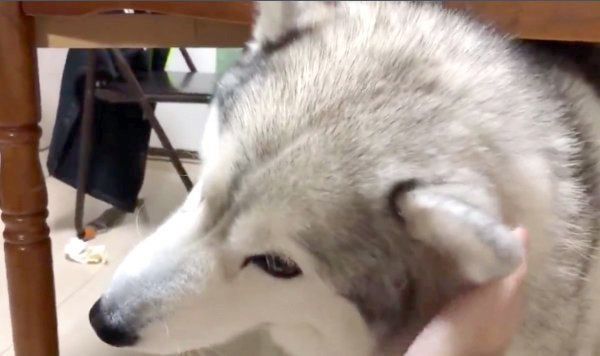 ナデナデしてもらうシルビアちゃん