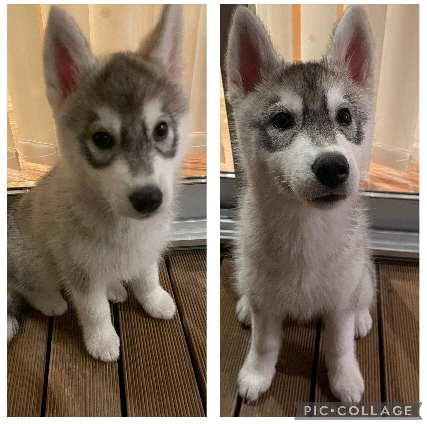 はるくんの成長比較写真