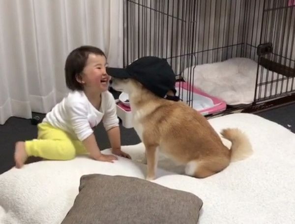 帽子が似合いすぎる柴犬