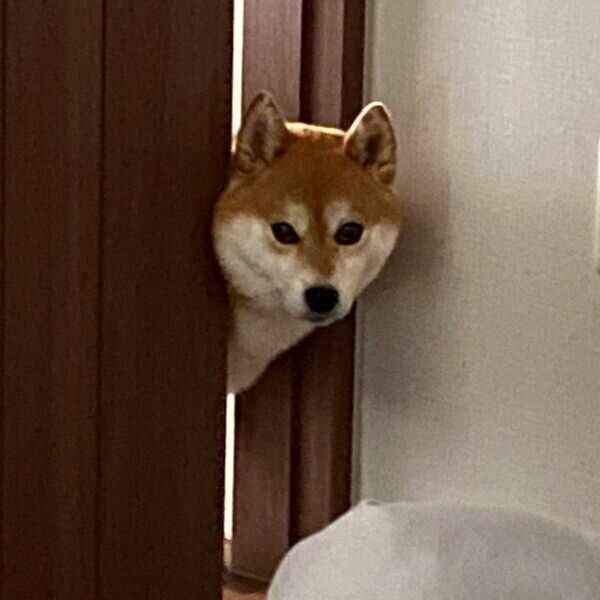 ドアの隙間から飼い主さんを見守るひるねちゃん