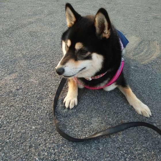 帰宅拒否する柴犬