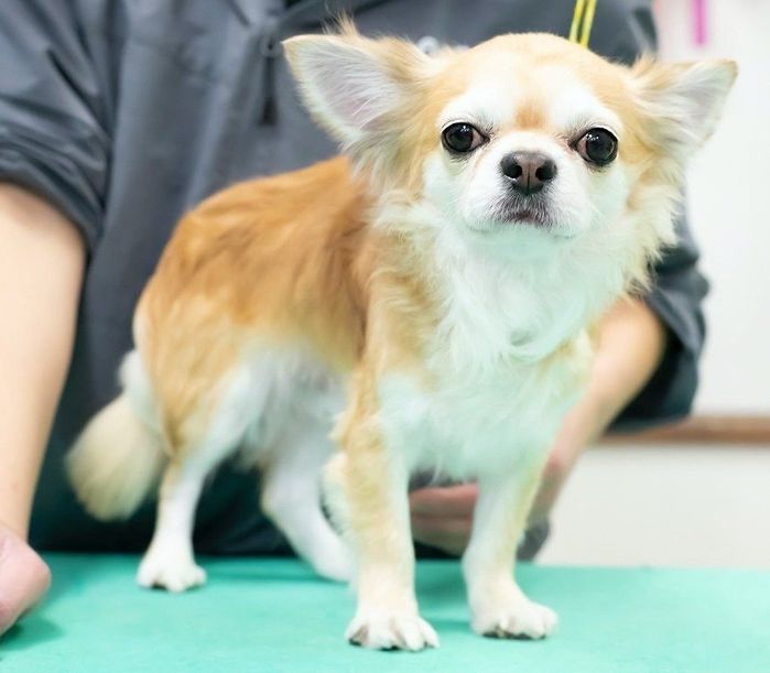 トリミング中、室内飼いの犬に寄生虫が見つかることも