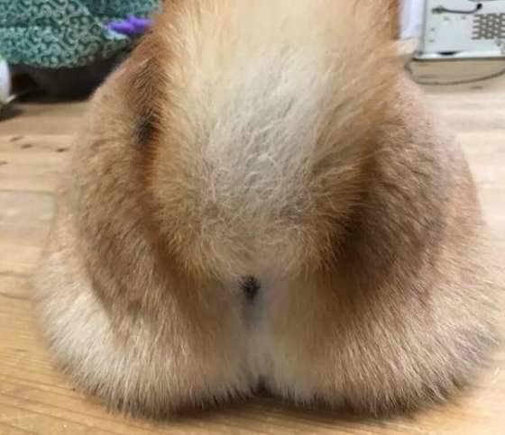 柴犬の小春ちゃん